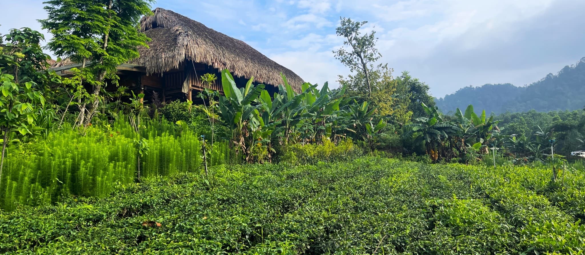 Đom Đóm Farm, Independent Review, Thái Nguyên, Vietnam