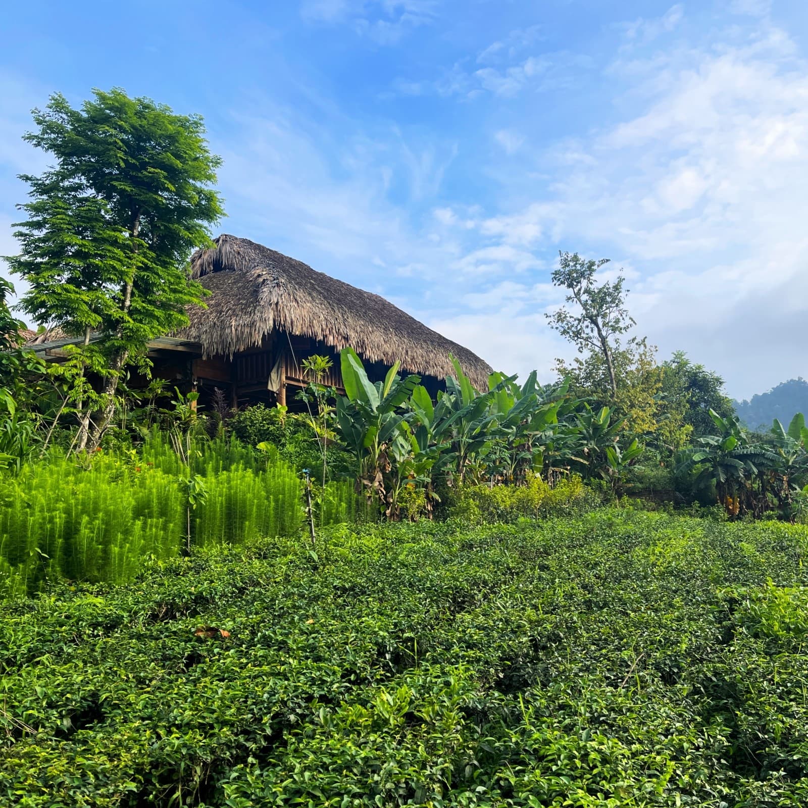 Đom Đóm Farm, Independent Review, Thái Nguyên, Vietnam