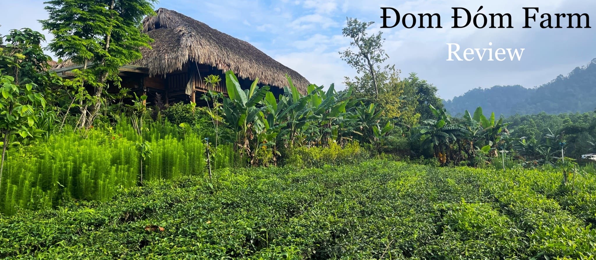 Đom Đóm Farm, Independent Review, Thái Nguyên, Vietnam