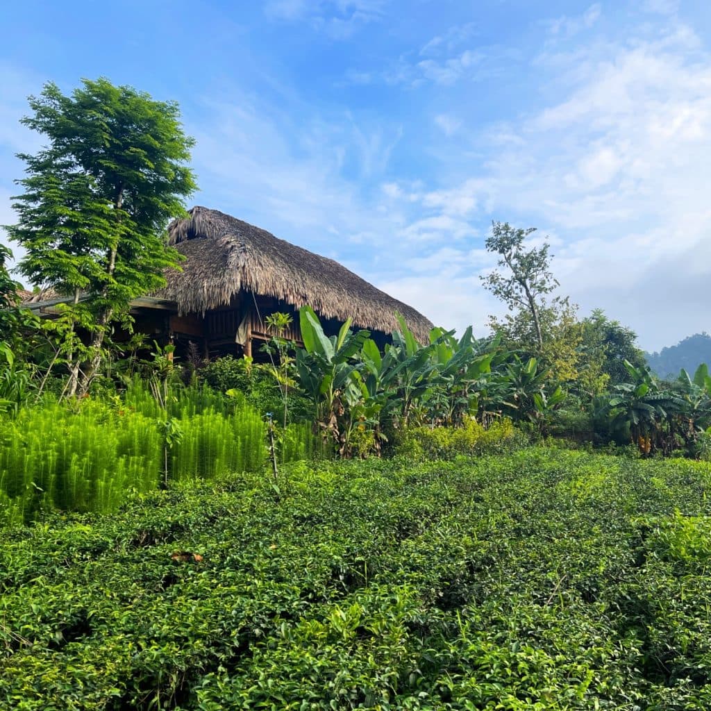 Đom Đóm Farm, Independent Review, Thái Nguyên, Vietnam