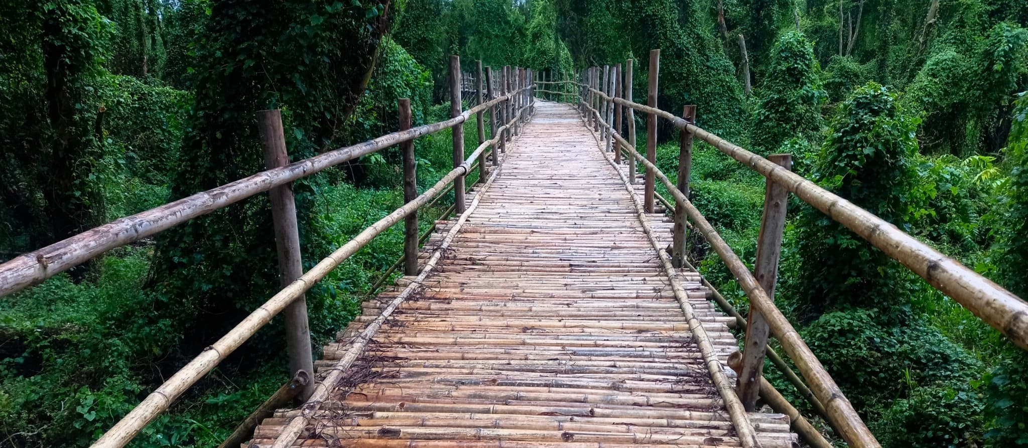 Rừng Tràm Trà Sư: Floating Cajuput Forest