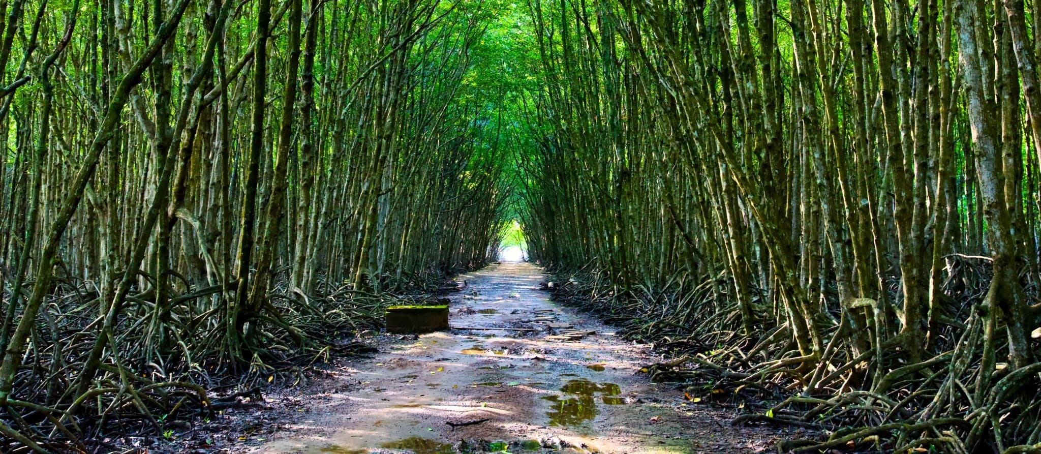 Can Gio Forest & Rung Sac Road, Ho Chi Minh City, Vietnam