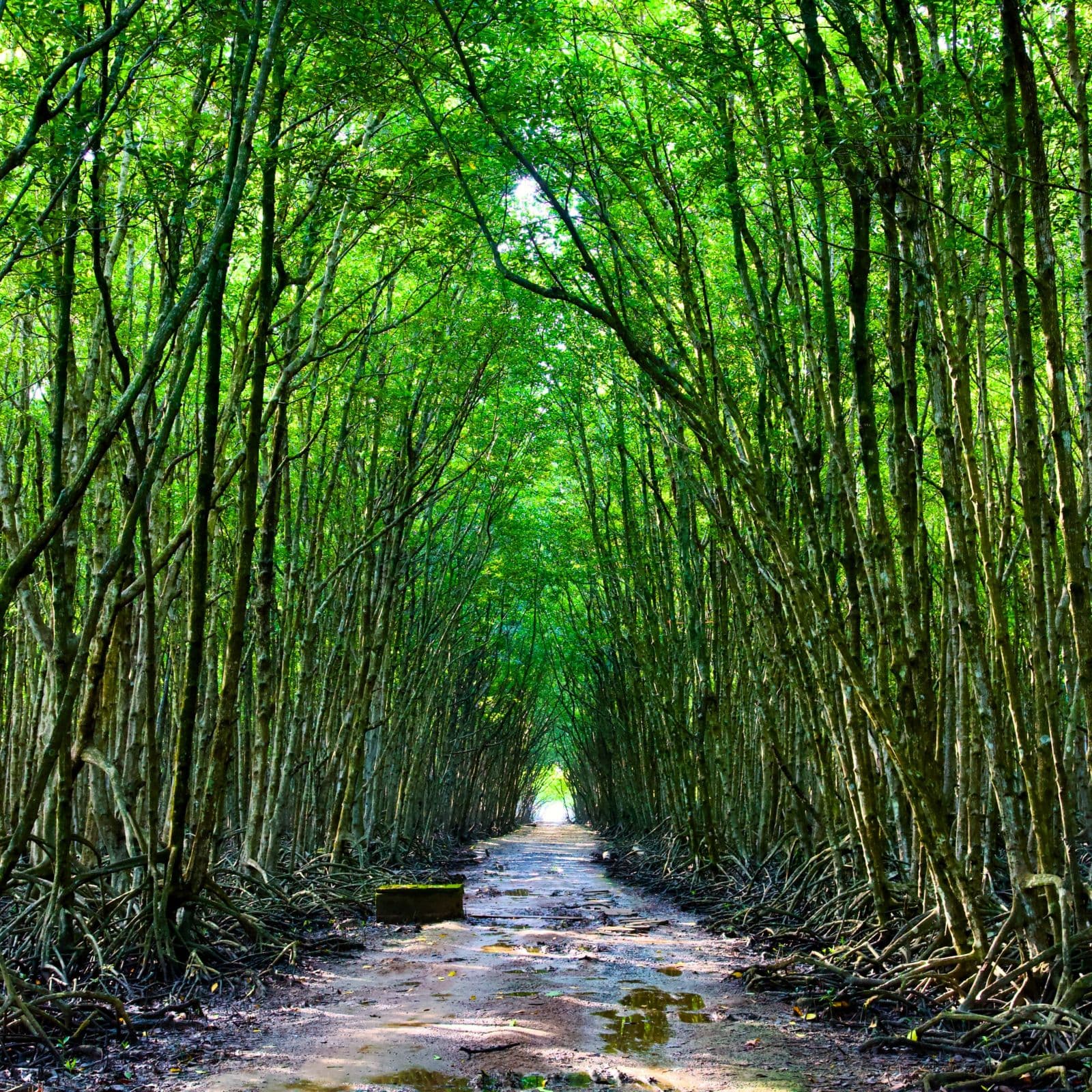 Can Gio Forest & Rung Sac Road, Ho Chi Minh City, Vietnam