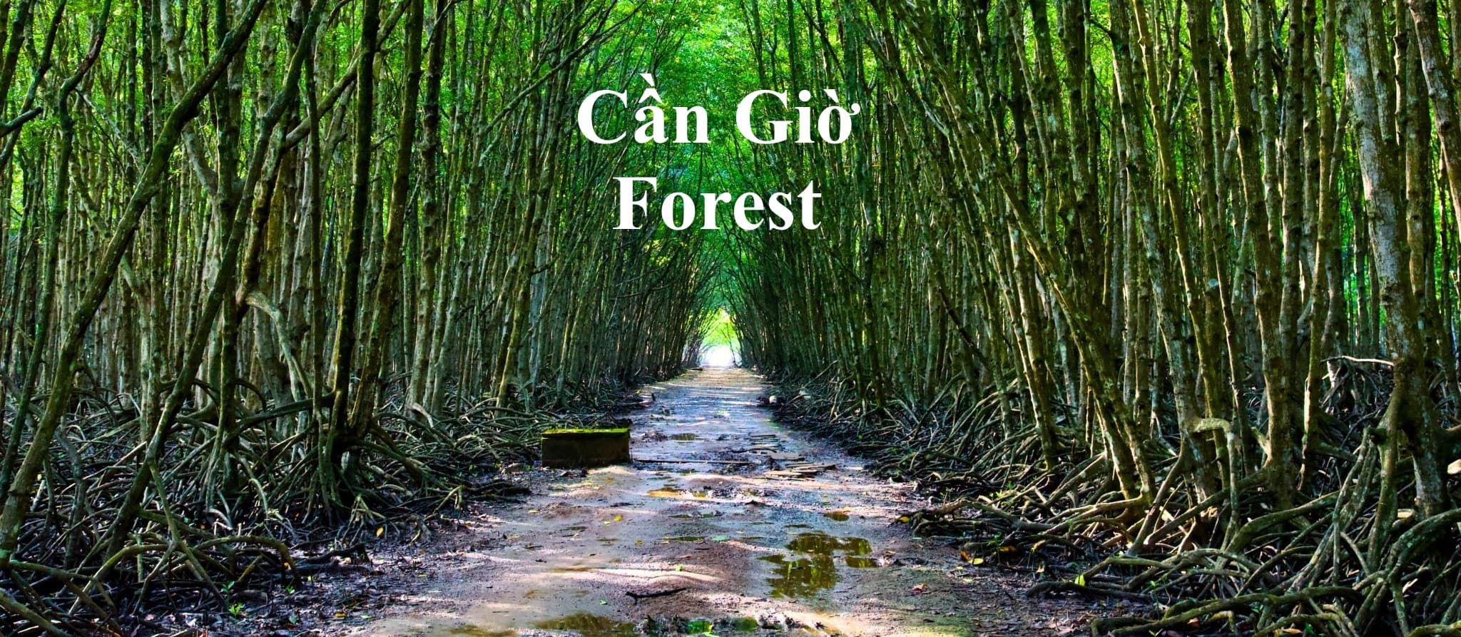 Can Gio Forest & Rung Sac Road, Ho Chi Minh City, Vietnam