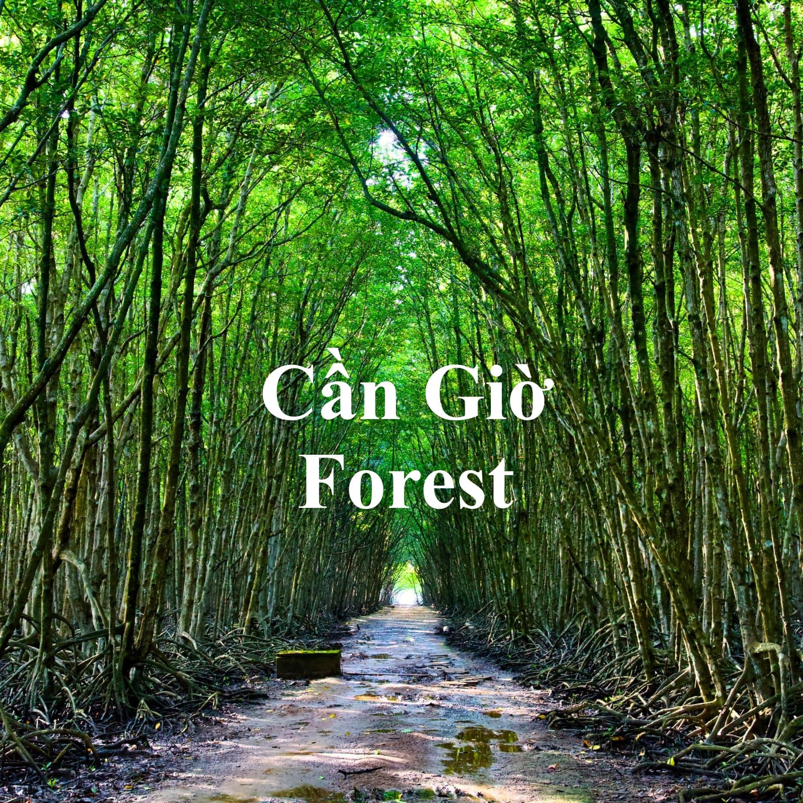 Can Gio Forest & Rung Sac Road, Ho Chi Minh City, Vietnam
