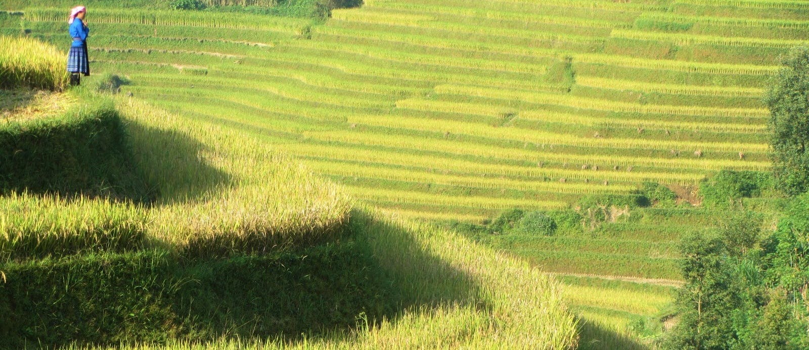 Harvest Route: Mu Cang Chai, Vietnam