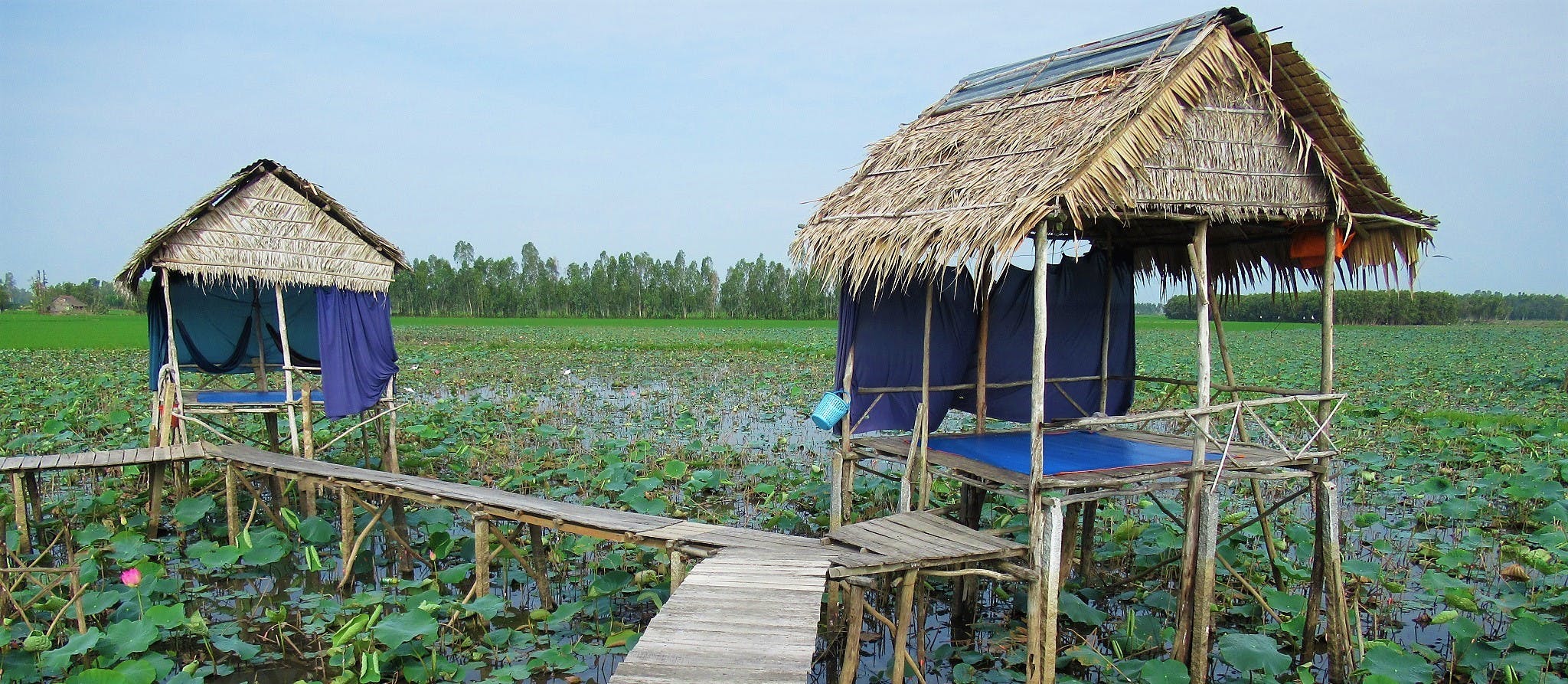 Floating Lotus Lake Homestays, Dong Thap Province, Mekong Delta