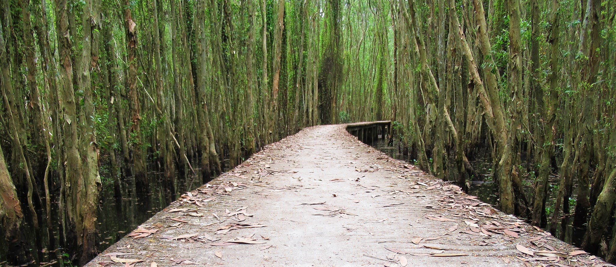 The Floating Forest of Tan Lap, Long An, Vietnam