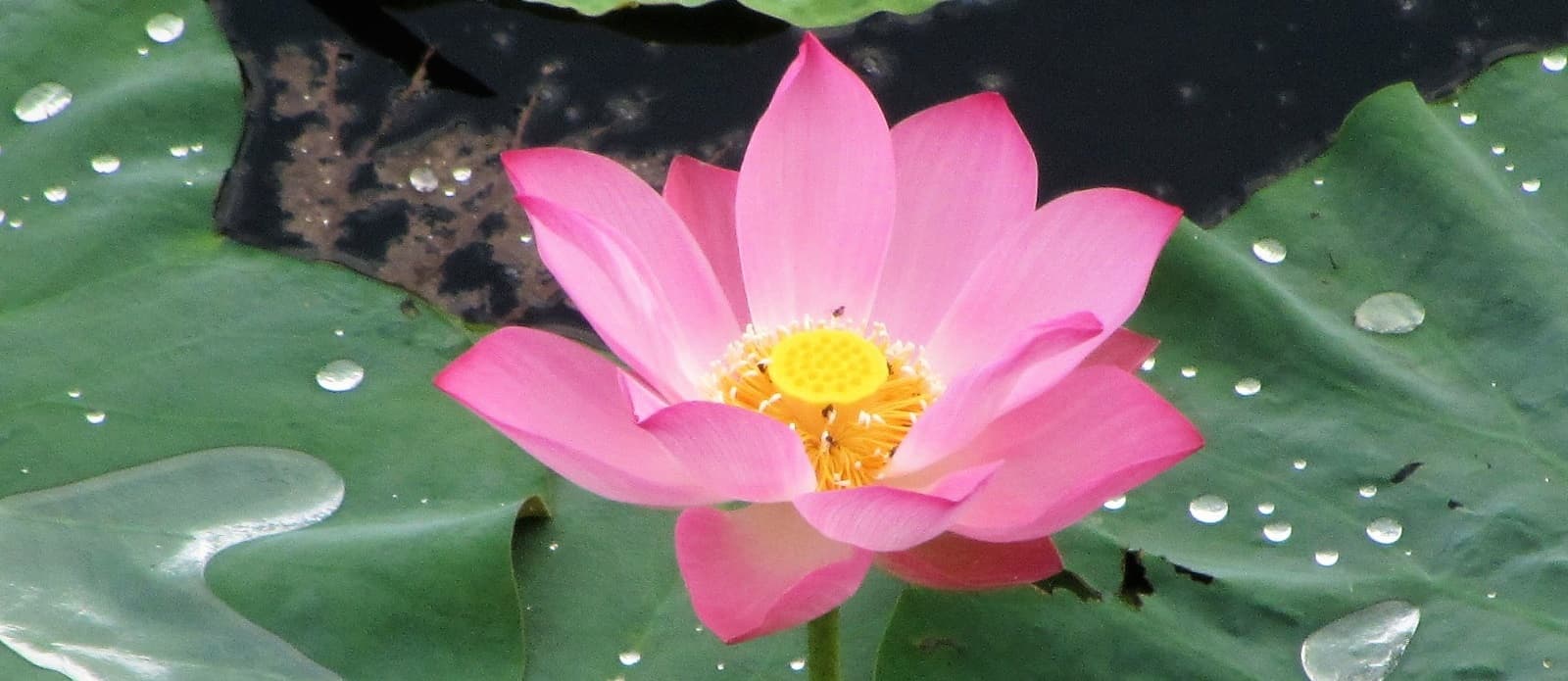 Plants, Flowers & Trees of Vietnam