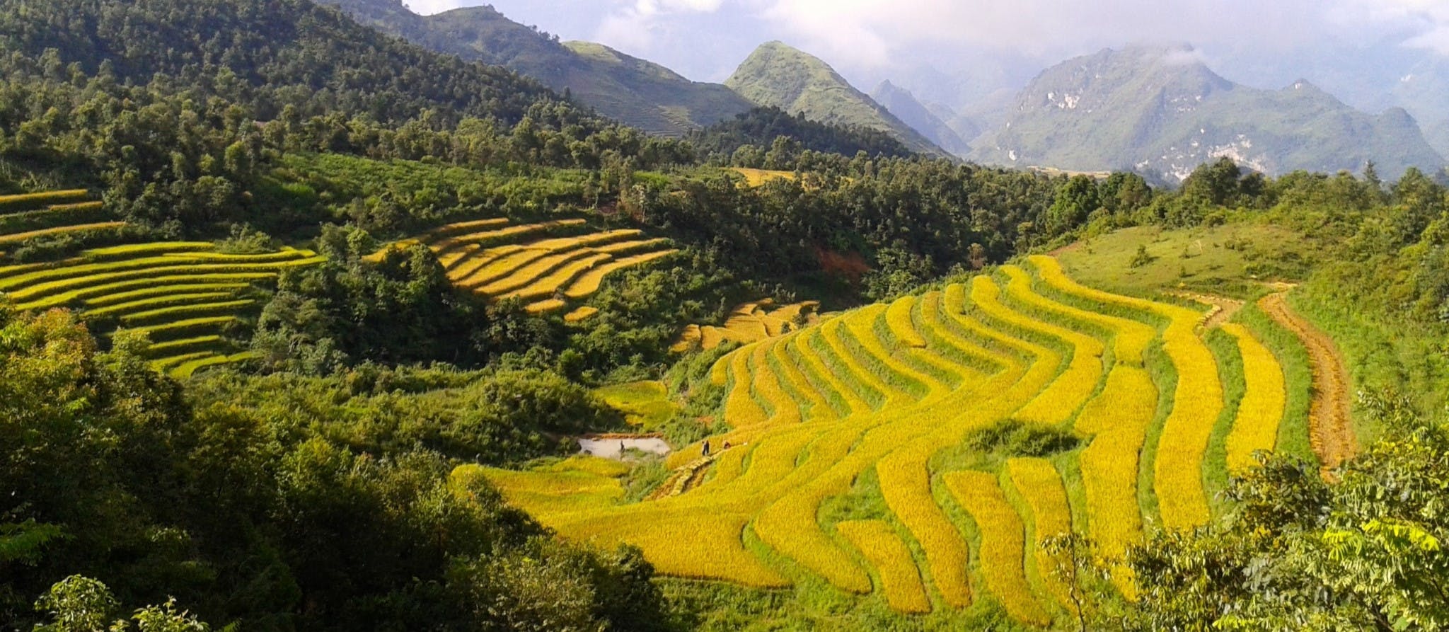 Rice Terraces of Northern Vietnam