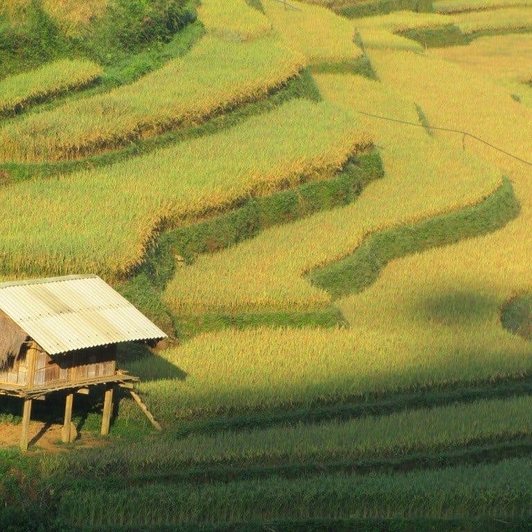 Rice harvest, Mu Cang Chai, Vietnam