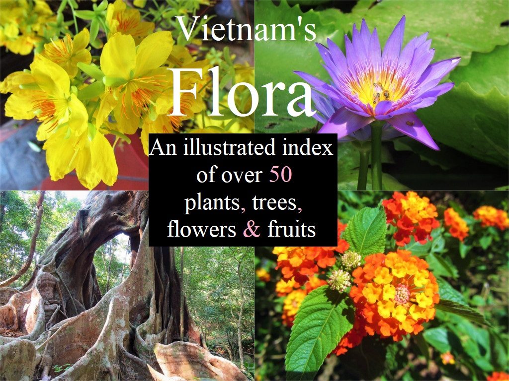 Plants Flowers Trees Of Vietnam Vietnam Coracle Independent Travel Guides To Vietnam