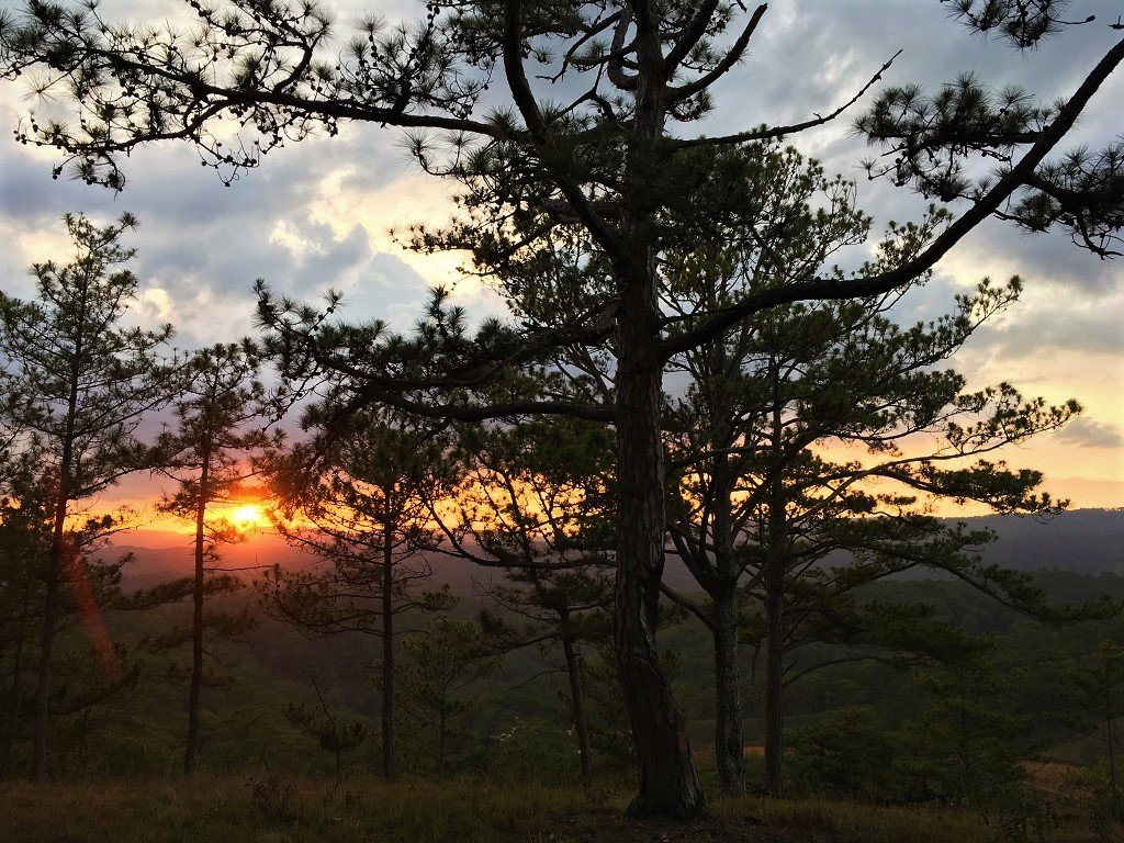 Sunset in the pine forests, Dalat, Vietnam